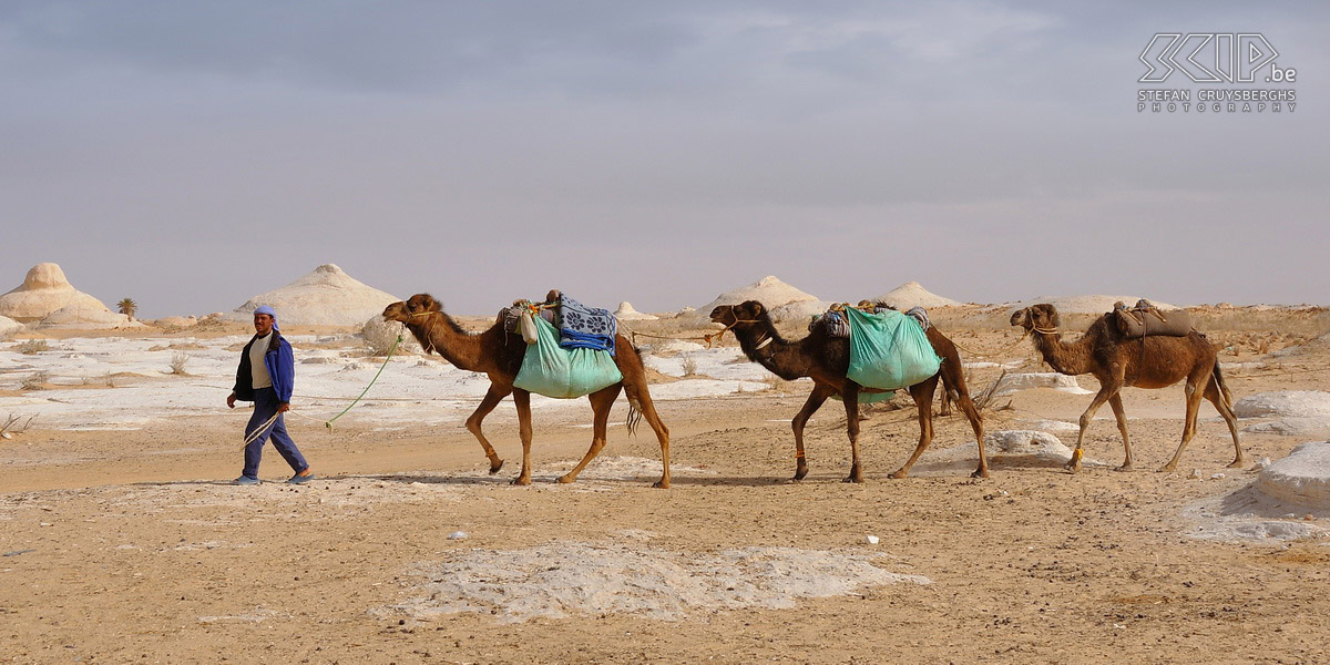 Kamelen Kamelen (Camelus bactrianus) nabij de grote weg doorheen de Westelijke Woestijn. Stefan Cruysberghs